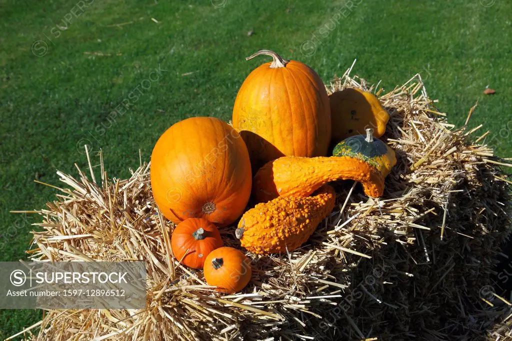 Decoration, Thanksgiving Day, pumpkins on a straw bale