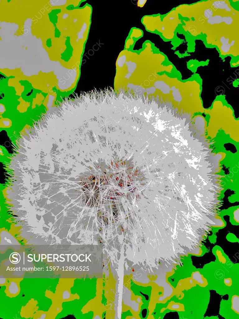 graphical, dandelion, Taraxacum officinale, concepts, timber blowball