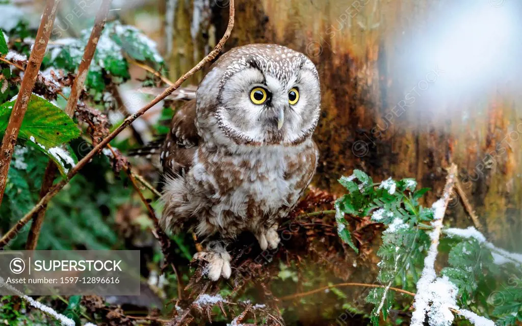 boreal owl, owl