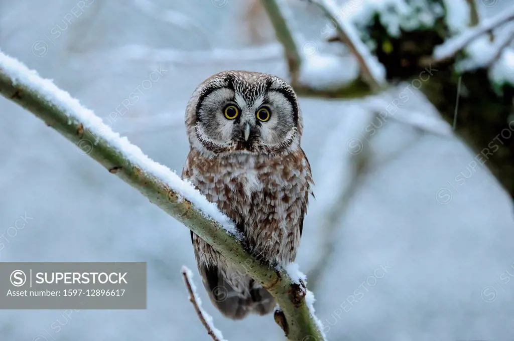 boreal owl, owl
