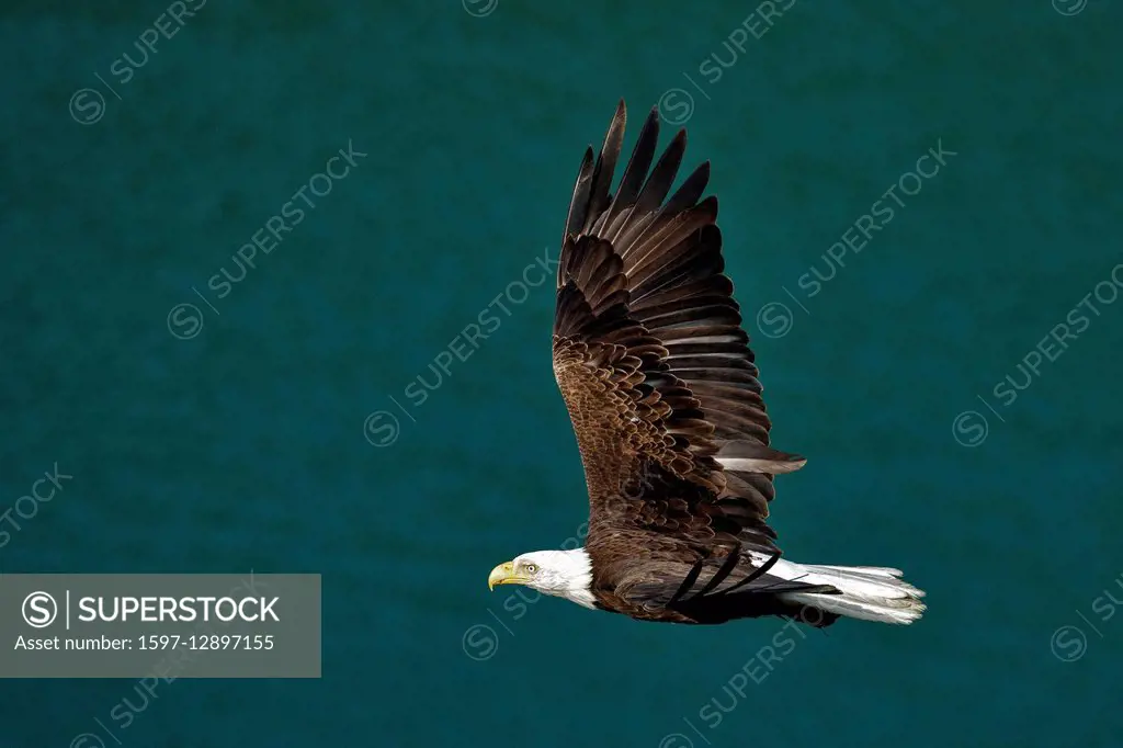 bald eagle, haliaeetus leucocephalus