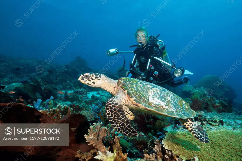 Hawksbill Sea Turtle and Scuba diver, Eretmochelys imbricata, Komodo National Park, Indonesia