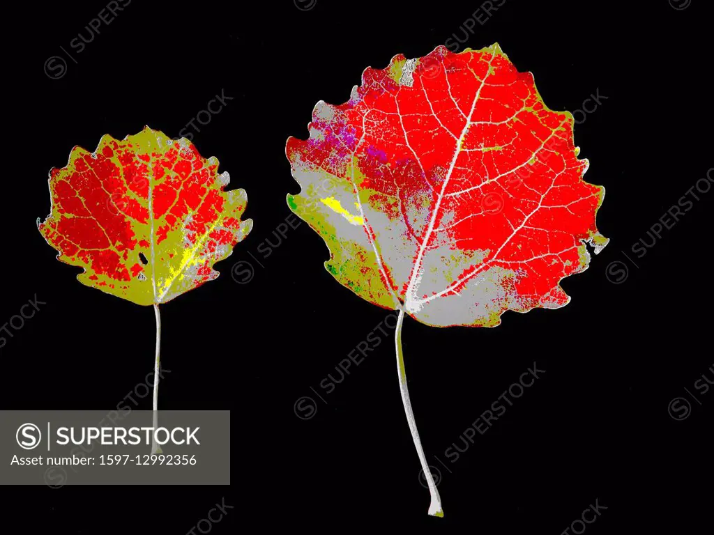 Autumn, Two, ash, leaf, leaves, autumn, concepts,