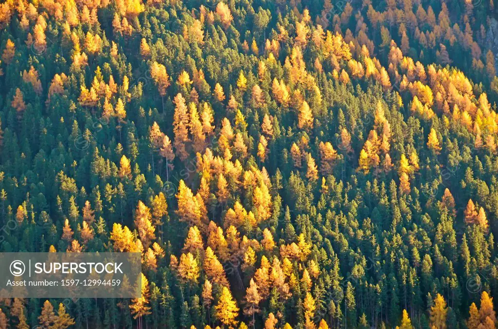 Mountain larches and pines in the autumn