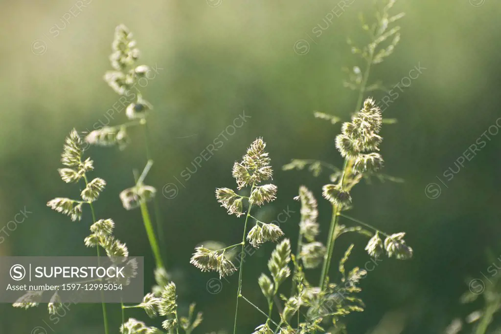 Switzerland, Europe, Jura, meadow, pasture, willow, dry meadow, rough pasture, cocksfoot grass, orchard grass, Dactylis glomerata, summer