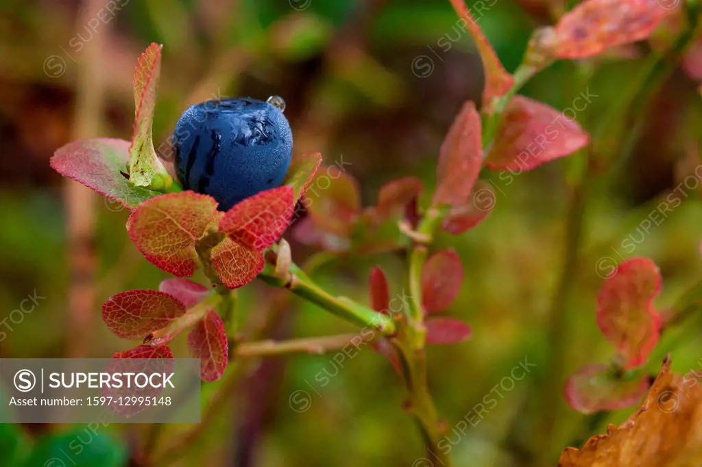 Berries, Europe, Finland, blueberrys, autumn, autumn colors, Lapland, plants, Scandinavia