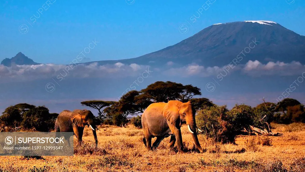 Kenya, Kenya, Kilimanjaro, elephant, Amboseli, National Park, savanna, acacia, African, safari