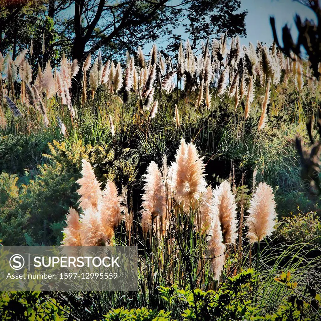 Reed, nature, Auckland, New Zealand, nature, vegetation, scenery, landscape, grass, plants, green