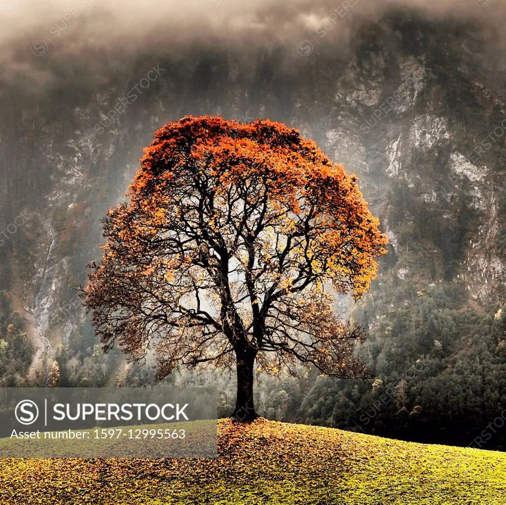 Autumn, tree, Switzerland, leaves, tree top, wood, colors, autumn mood, rain, fog, green, hill