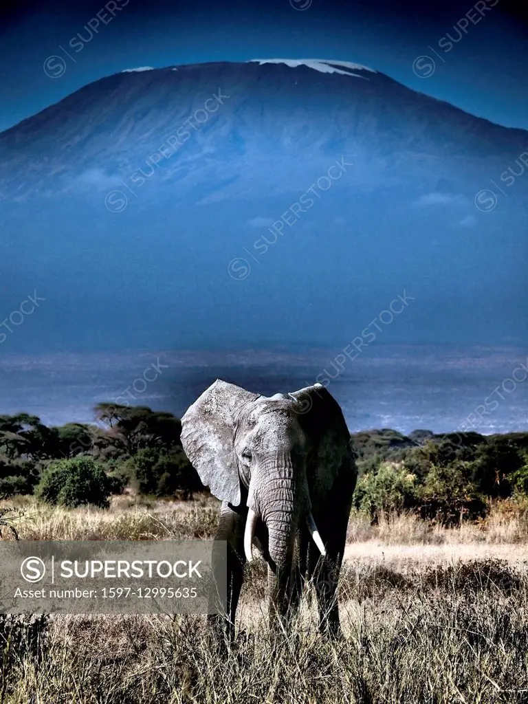 Kenya, Kenya, Kilimanjaro, Kilimanjaro, elephant, Amboseli, National Park, savanna, African elephant, safar, Kilimanjaro