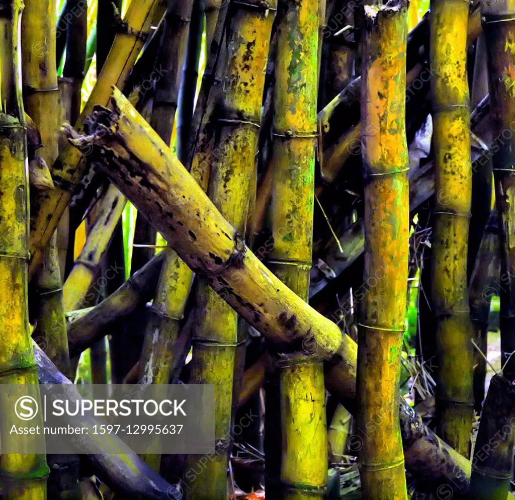 Bamboo, Hawaii, Maui, structure, yellow, bamboo wood, bamboo, USA
