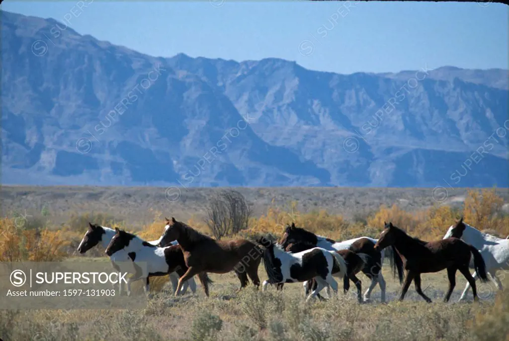horses, wild horses, herd, mustang, Nevada, USA, United States, America,