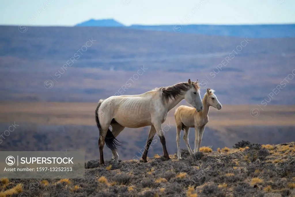 South America, Argentina, Patagonia, Santa Cruz, Cueva de los Manos, wild horses