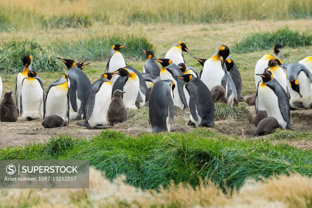 South America, Chile, Tierra del Fuego, Penguin colony