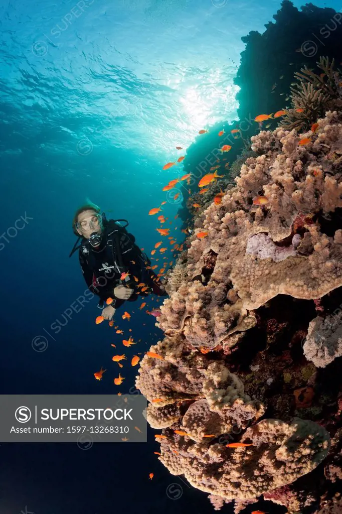 Scuba Diver and Coral Reef, Red Sea, Dahab, Egypt
