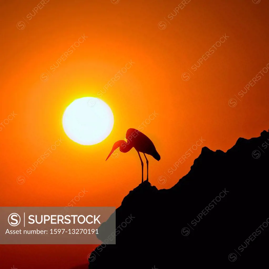 Heron, sun