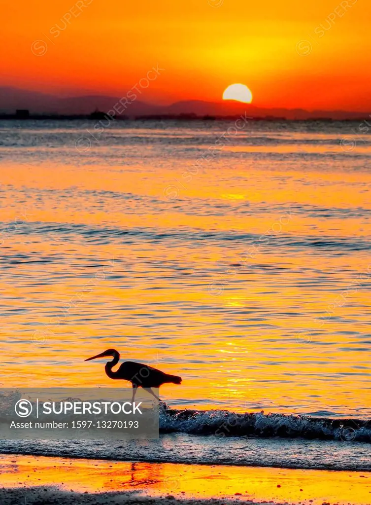 Heron at sunset,