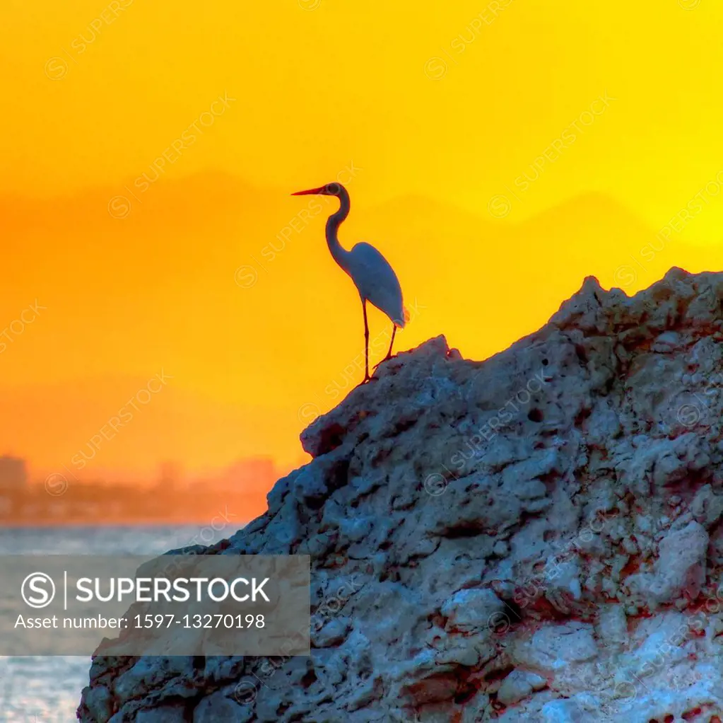 Heron at sunset,