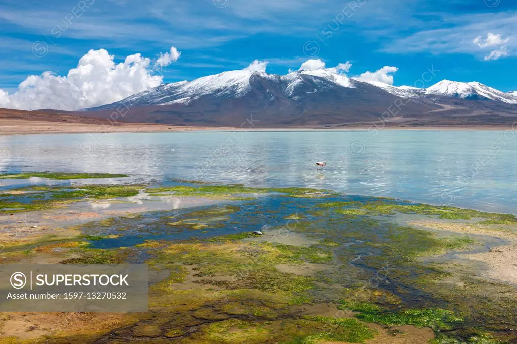Laguna Blanca, Bolivia, Altiplano,