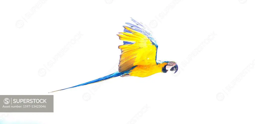 Blue and yellow Macaw, Flight, Ara ararauna,