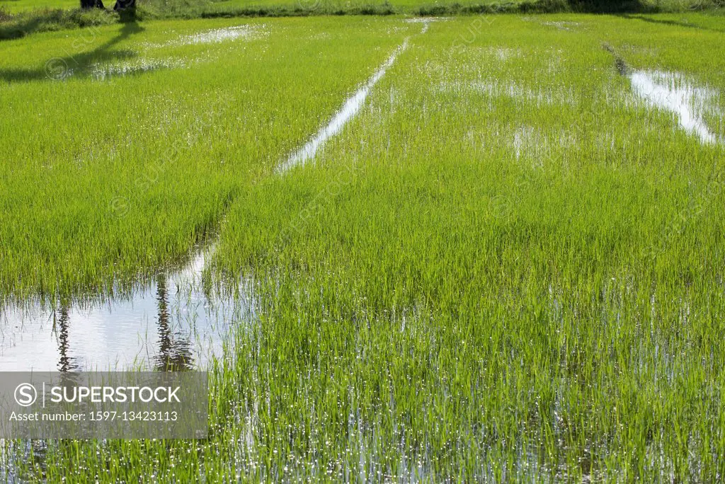 Thailand, Patthalung, rice field