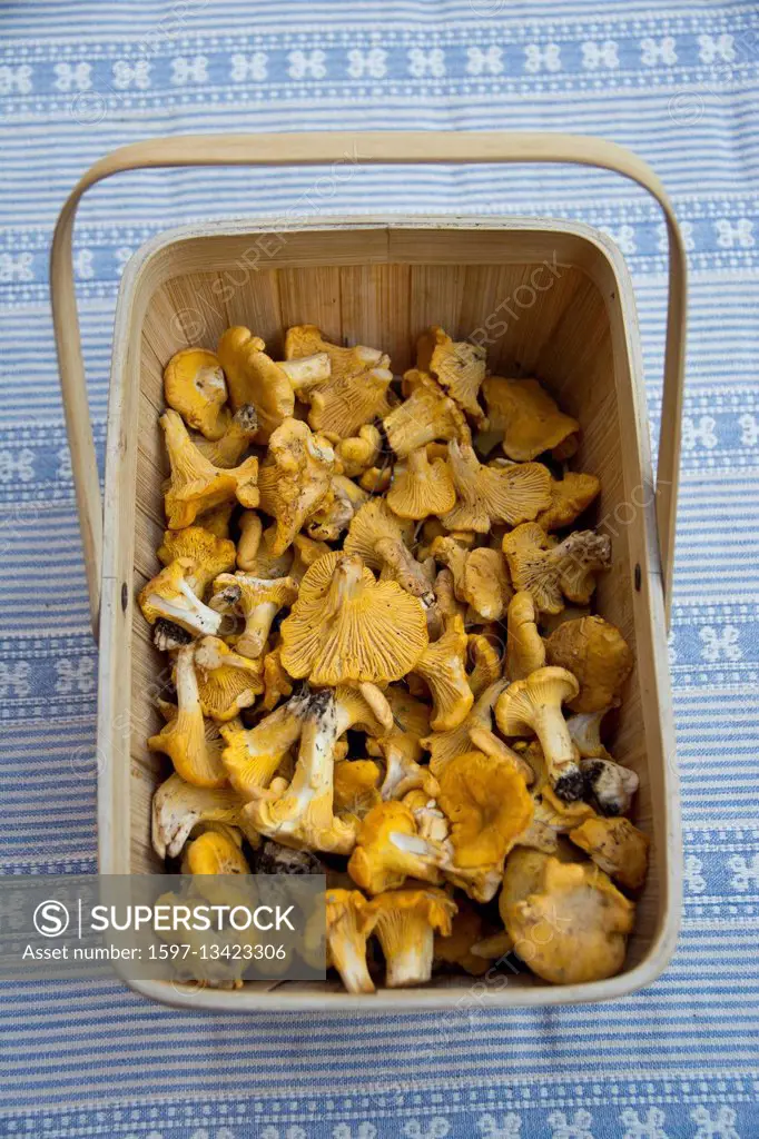 mushroom basket with chanterelles