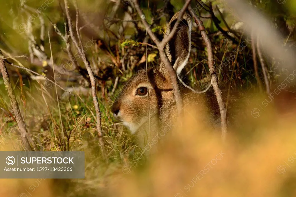 Blue Hare, Lepus timidus,