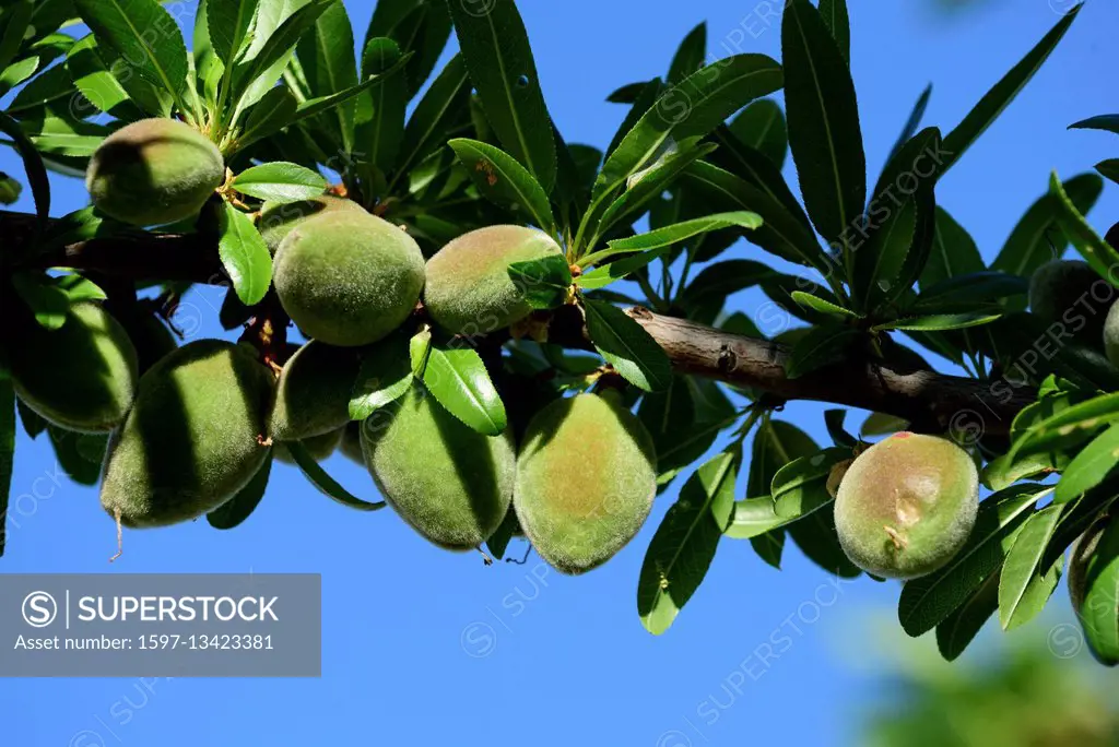 Almond tree, Pinus dulcis,