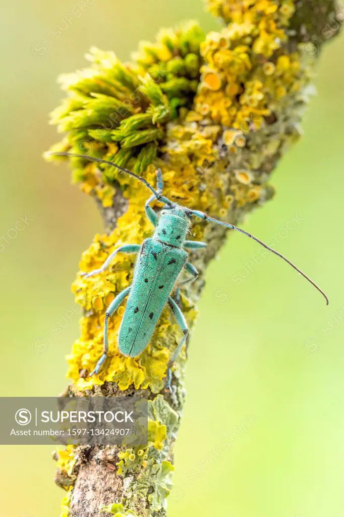 Saperda octopunctata, longhorn beetles