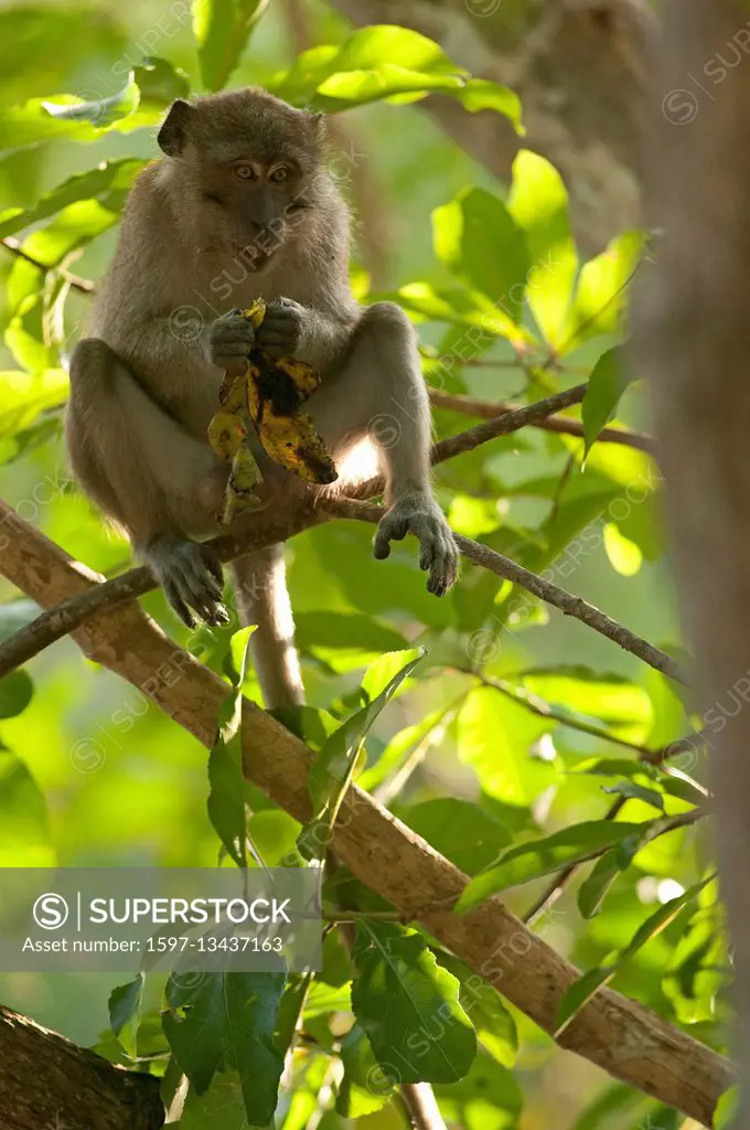 Crab eating Macaque or Long tailed Macaque, macaca fascicularis