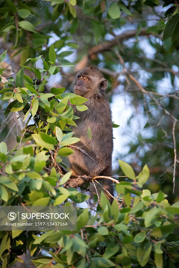 Crab eating Macaque or Long tailed Macaque, macaca fascicularis