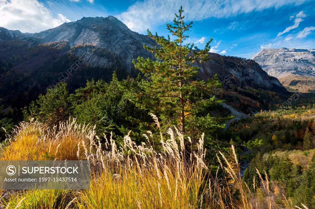 Derborence forest in the canton of Valais