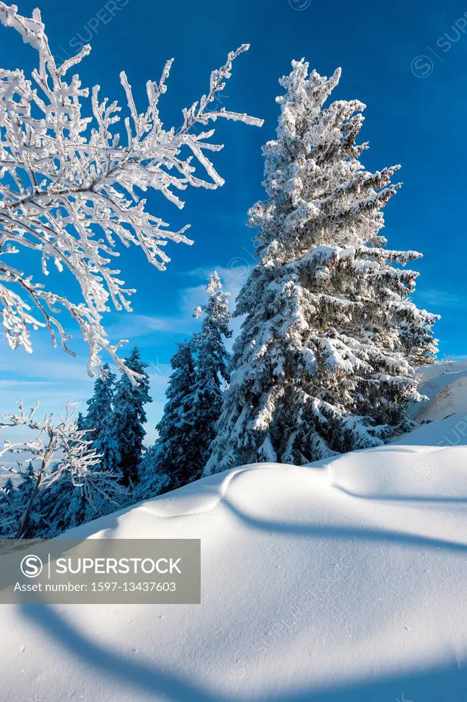 View from Rigi Staffelhöhe forest in winter to Central Switzerland