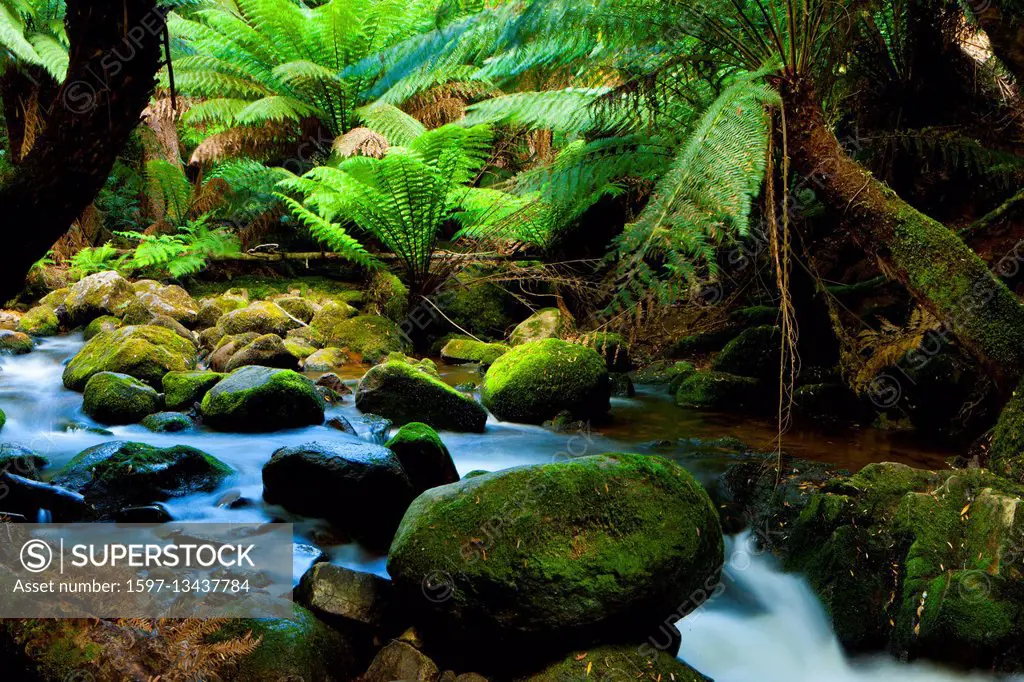 brook in Tasmania, Australia,