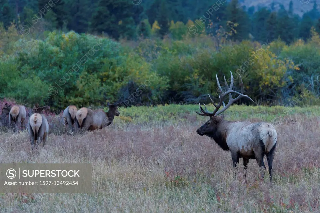 Colorado, Grand County, Rocky Mountain National Park, Cervus elaphus, Elk
