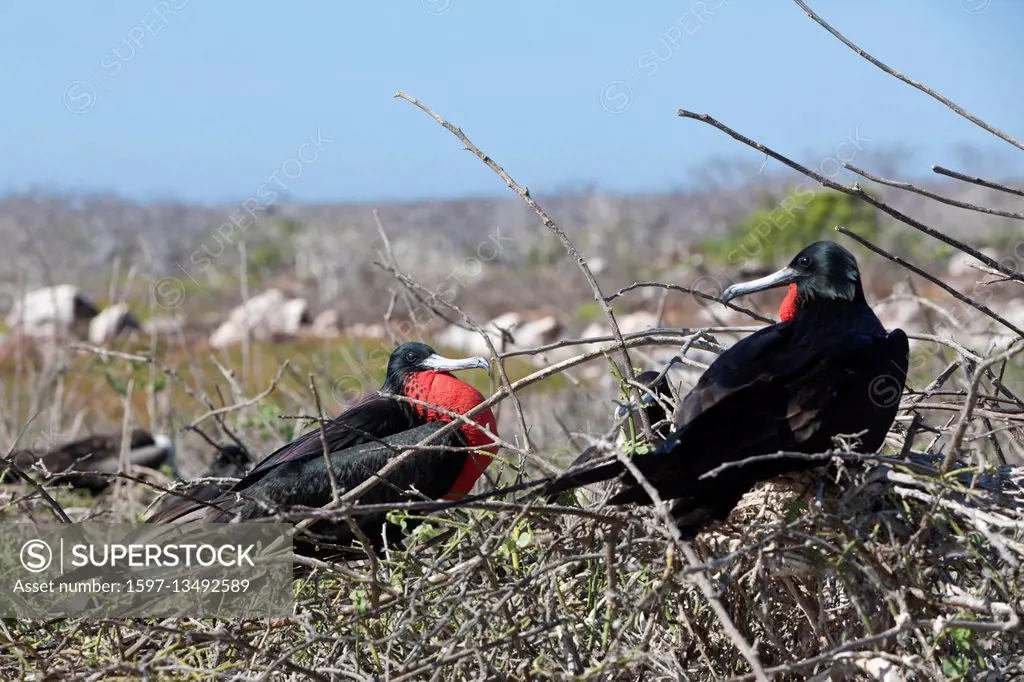 Magnificent Frigatebird, Fregata magnificens, Galapagos, North Seymour, Ecuador
