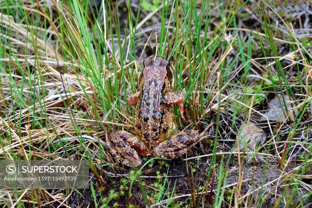 Common Frog, Rana temporaria,