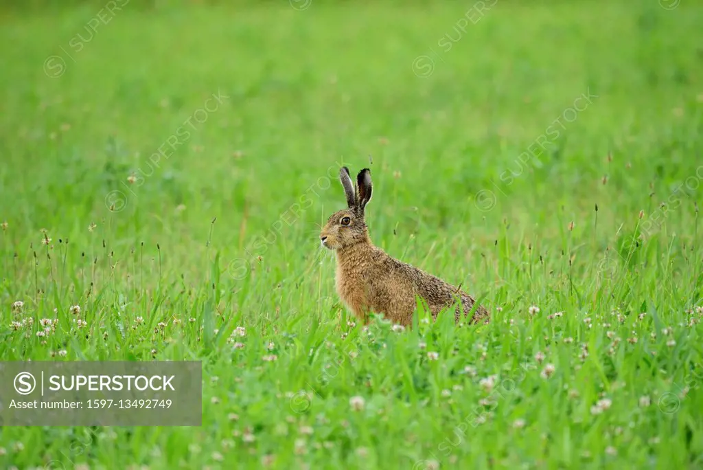 Brown Hare, Lepus europaeus,