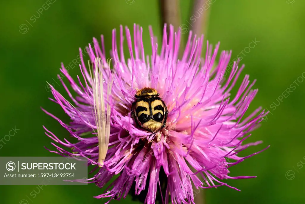 Bee Beetle, Trichium fasciatus,