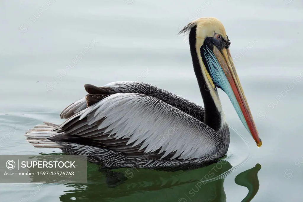 Pelican on Ballestas islands