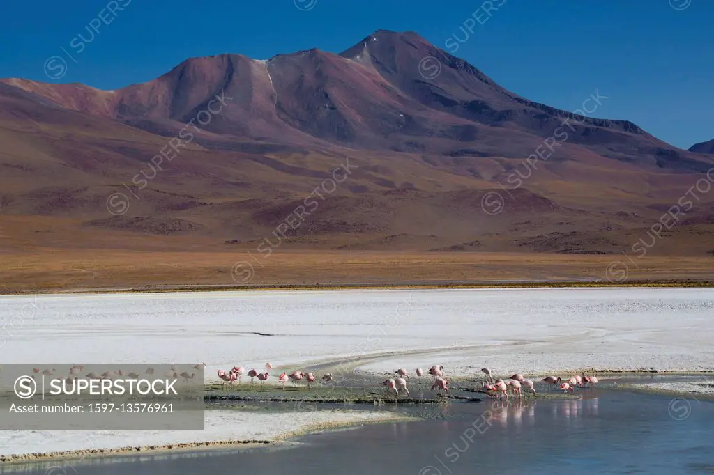 Flamingos in the Laguna Hedionda in the Siloli