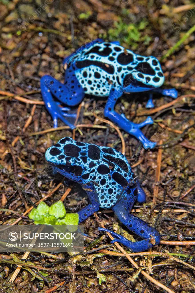 blue poison dart frog, dendrobates azureus