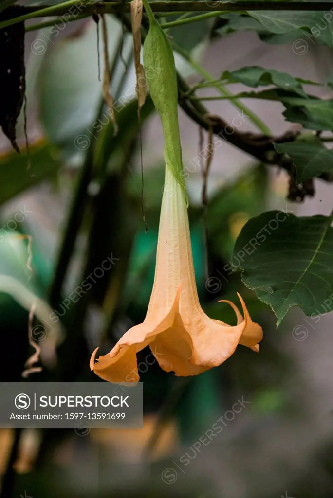 trumpet plant
