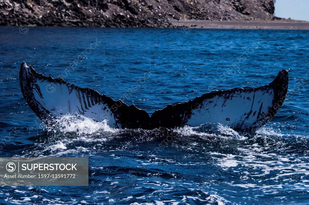 humpback whale tail, Baja, Mexico,