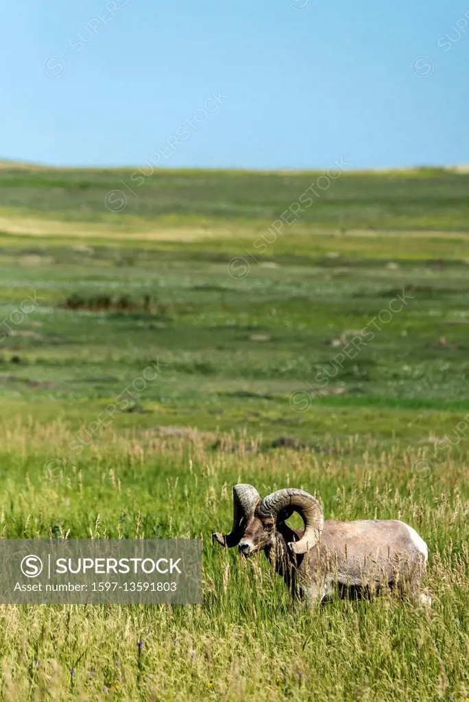 Bighorn Sheep, Ovis canadensis, Badlands National Park, South Dakota,
