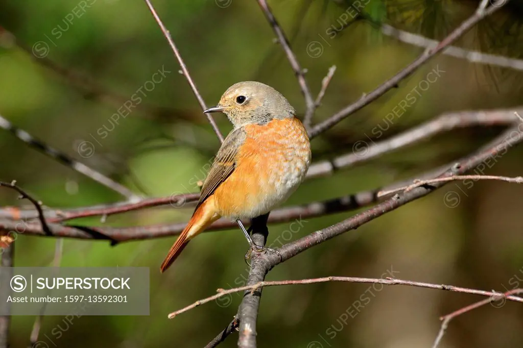 Common Redstart. Phoenicurus phoenicurus,