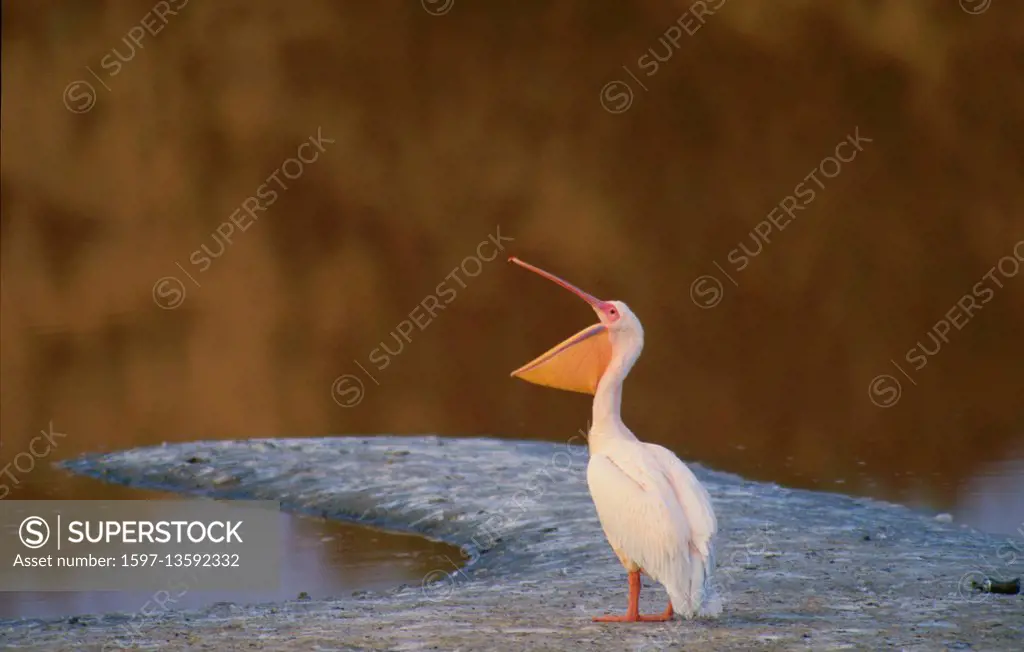 Eastern White Pelican, Pelecanus onocrotalus,