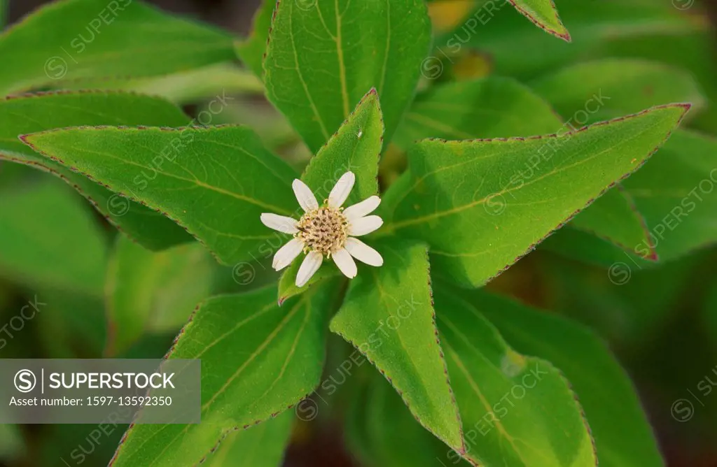 Scalesia affinis, Asteraceae, flower,
