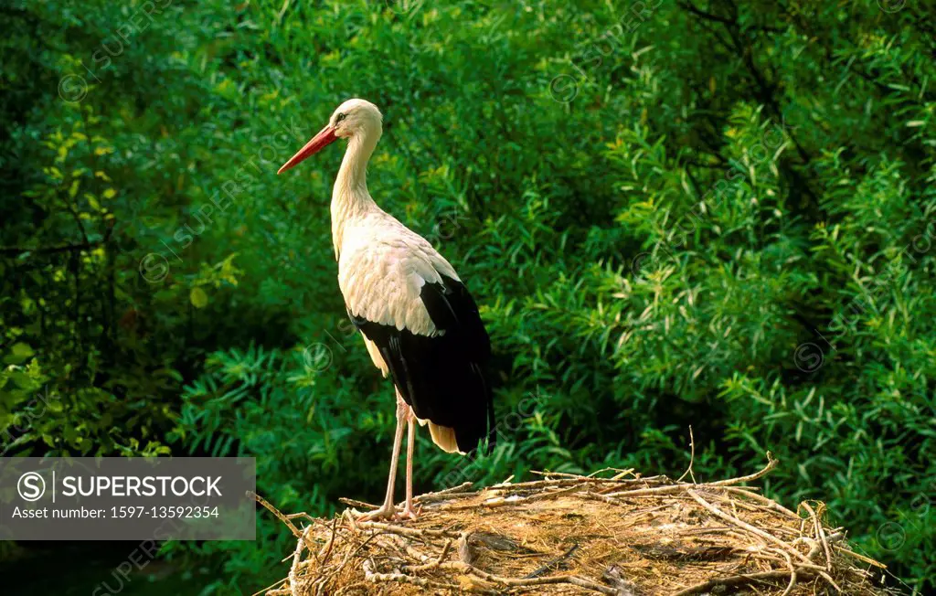 White stork. Ciconia ciconia,