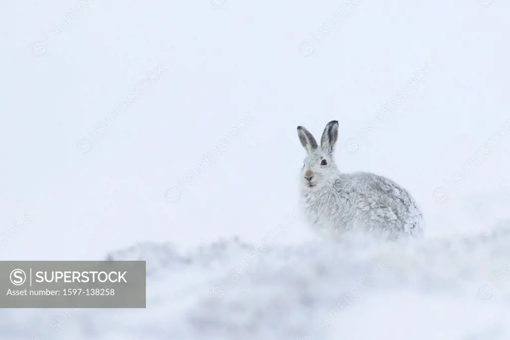 Alps, alpine, fauna, mountain, mountains, Cairngorms, ice, fauna, fur, cliff, mountains, hare, rabbit, highlands, cold, living space, Lepus timidus, M...